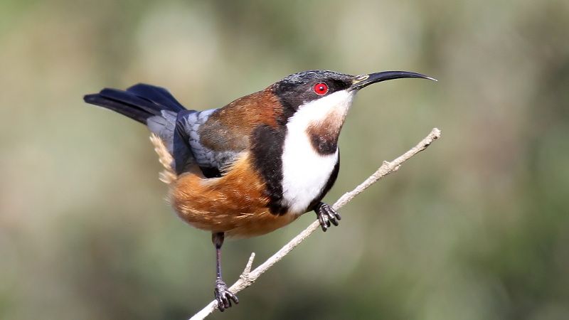 Eastern Spinebill Rocky Cape n3.jpg