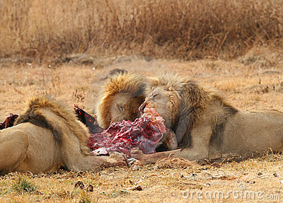 lions-feeding-4929783.jpg