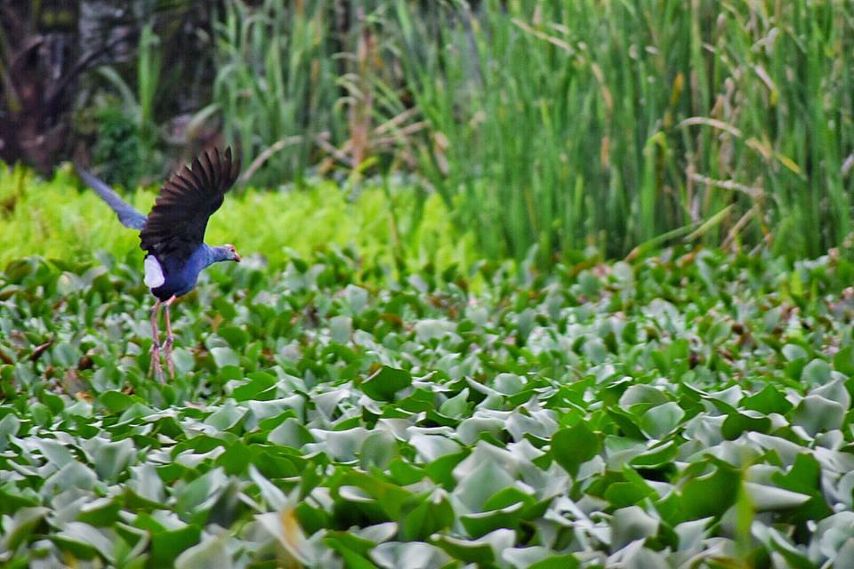 Meunom Unique Bird In Aceh Indonesia Meunom Burung Unik Di