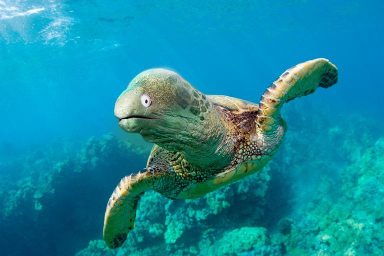 moray eel turtle.jpg
