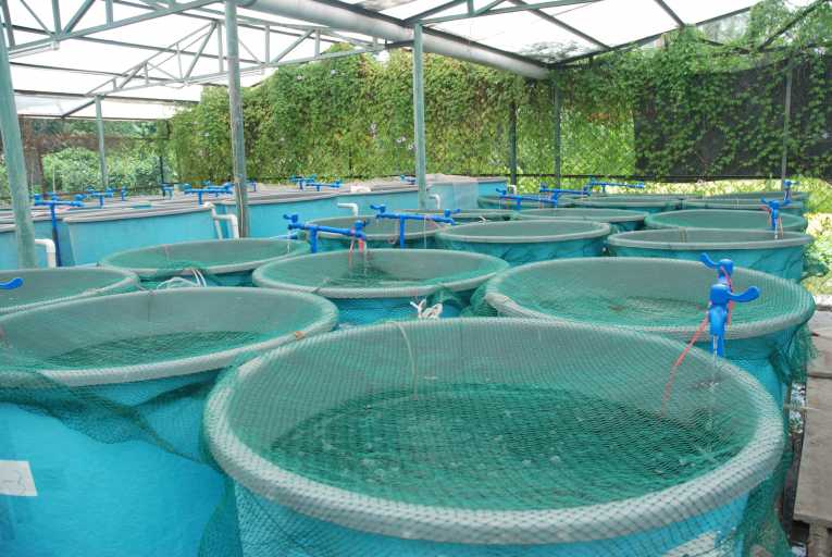 hope-aquaculture-eco-clean-fish-farms_277.jpg