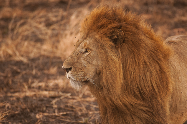 Male Lion