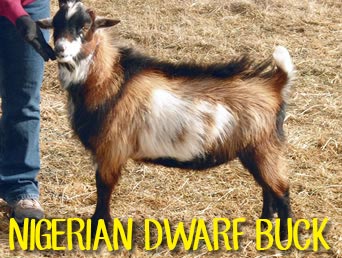 NIGERIAN-DWARF-BUCK (2).jpg