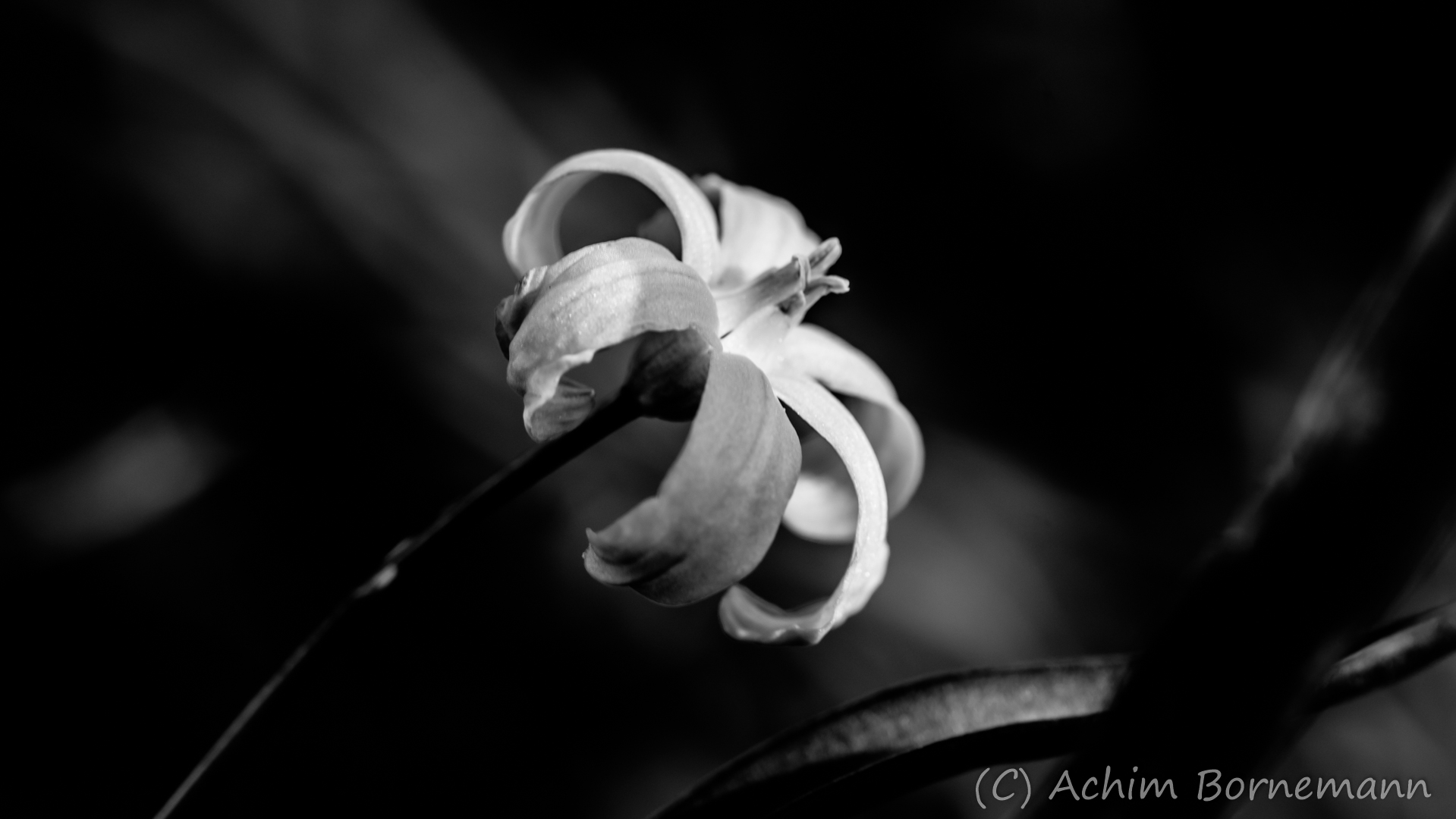 Sternblume-3.jpg