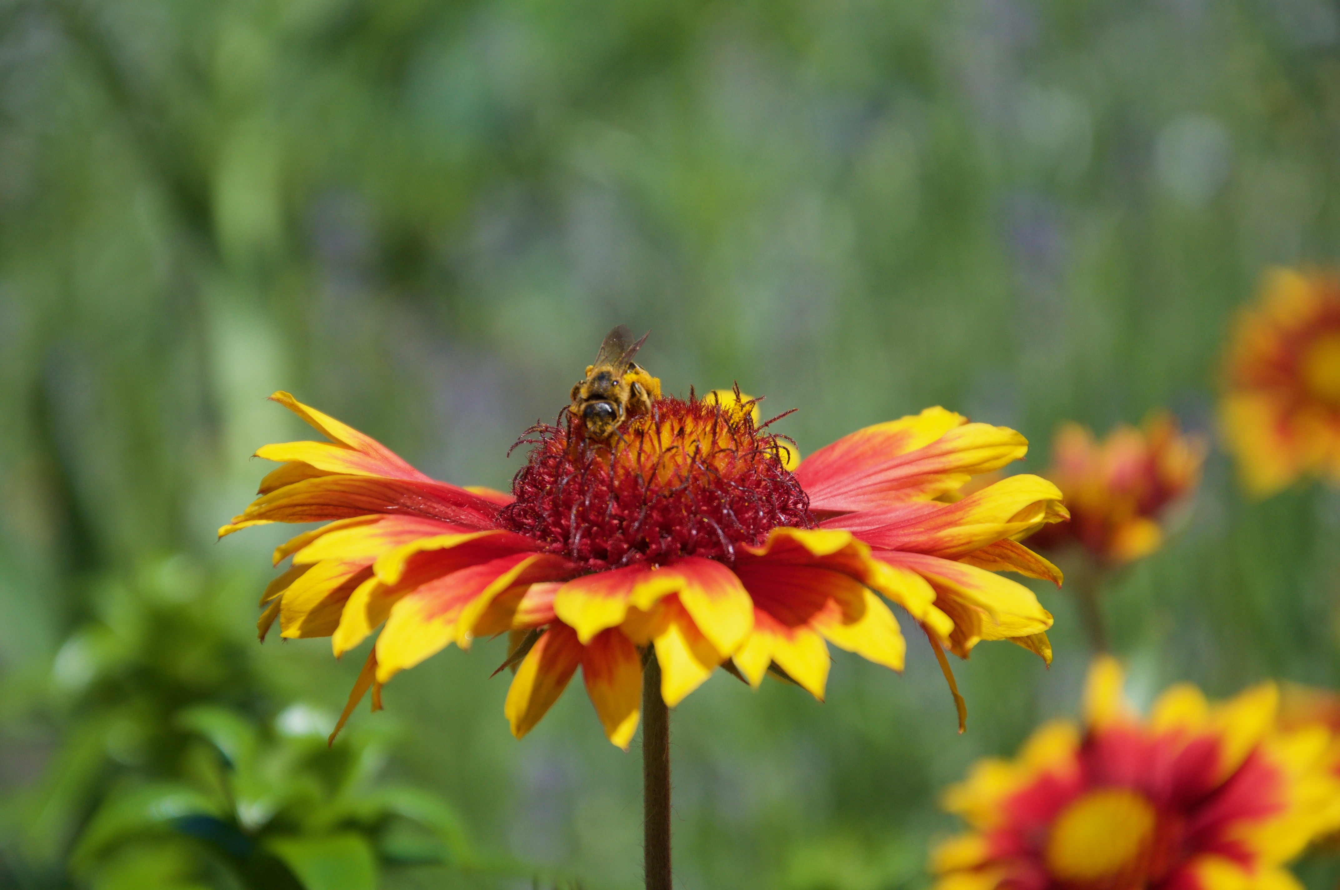 Get Liebe ist wie eine blume Free HD