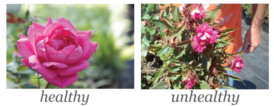rose flower comparison copy.jpg