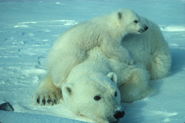 polar-bear-710165_640.jpg