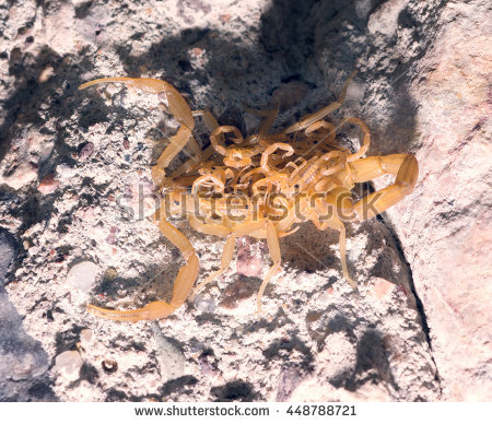 stock-photo-arizona-bark-scorpion-centruroides-exilicauda-formerly-c-sculpturatus-with-cubs-on-her-back-on-448788721.jpg