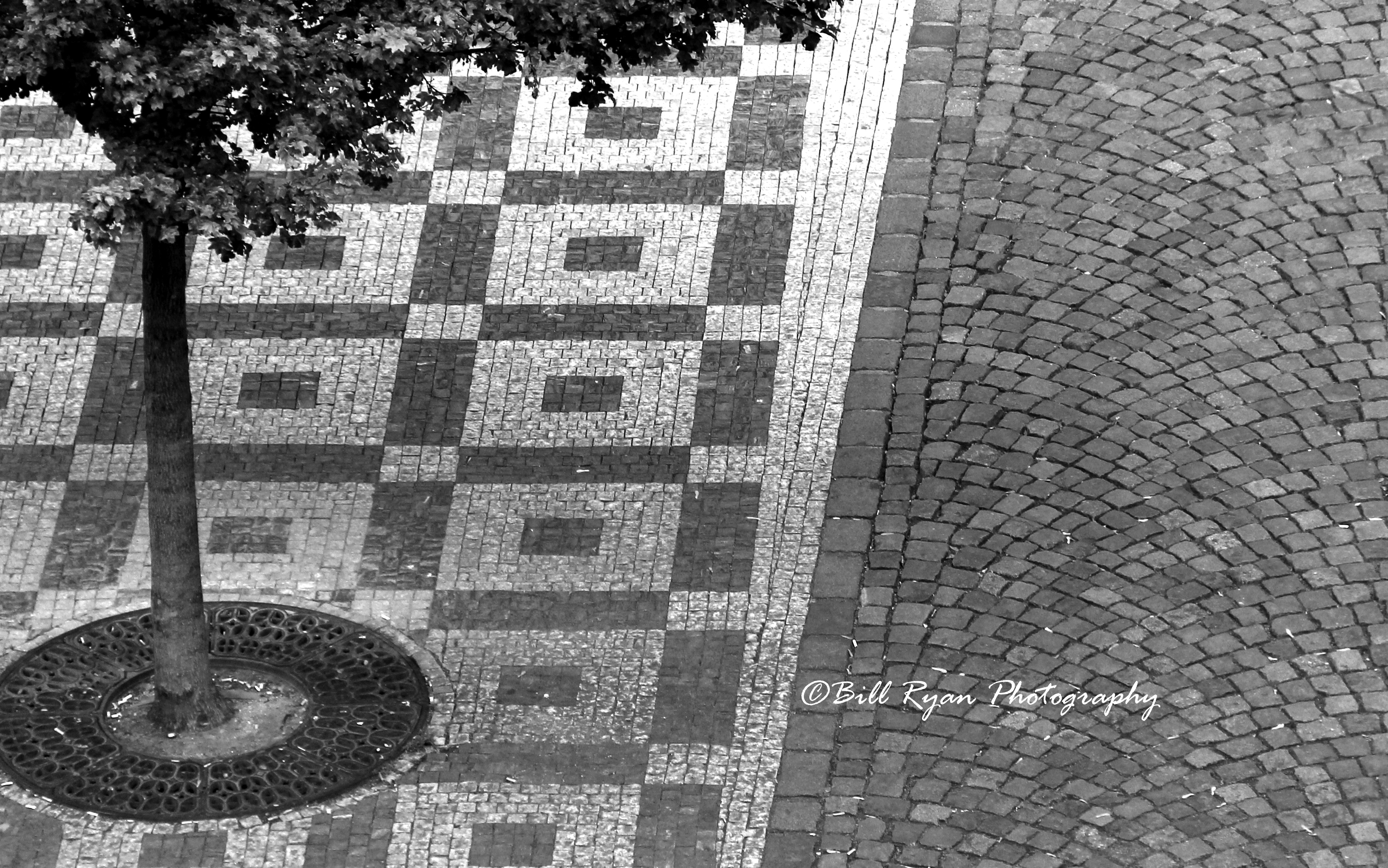 A tree in the square -B&W IMG_8826.jpg