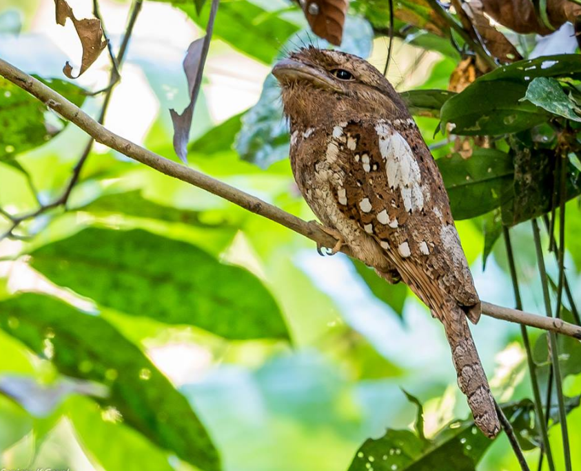 Ceylon frogmouth.PNG