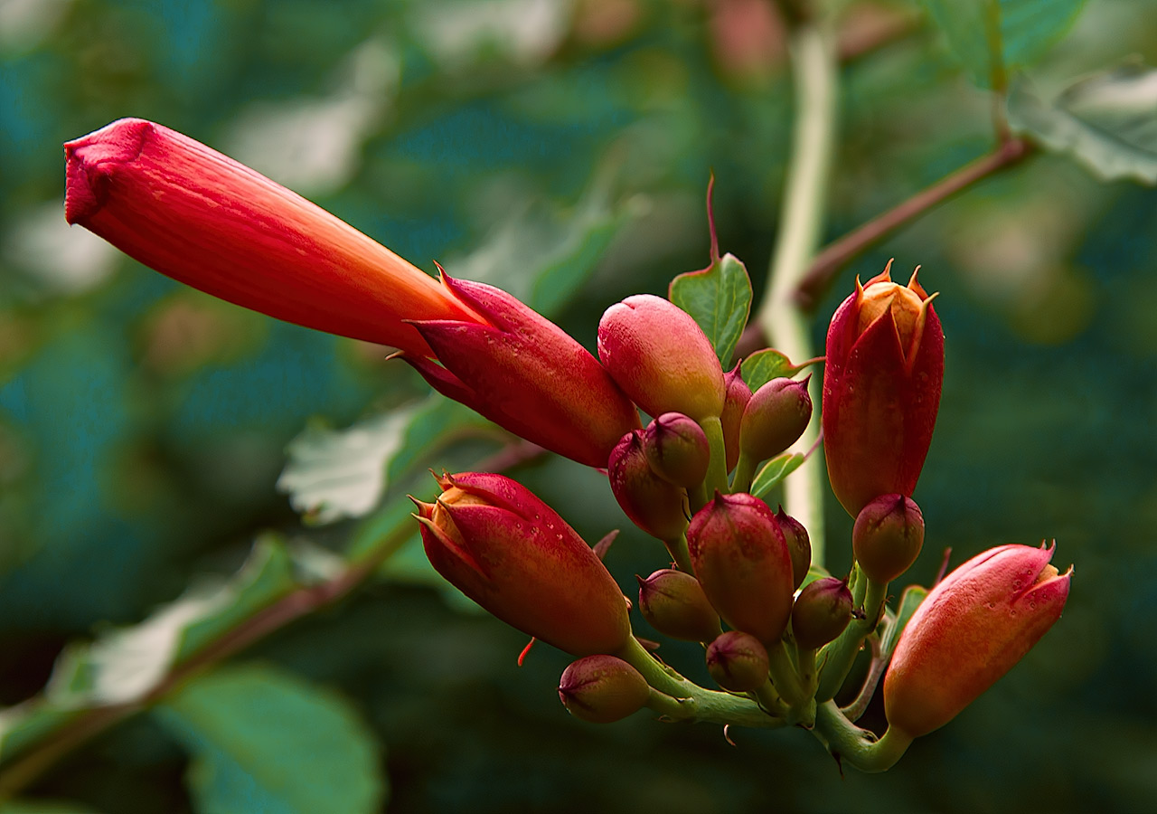 Red_Trumpet_Flower.jpg