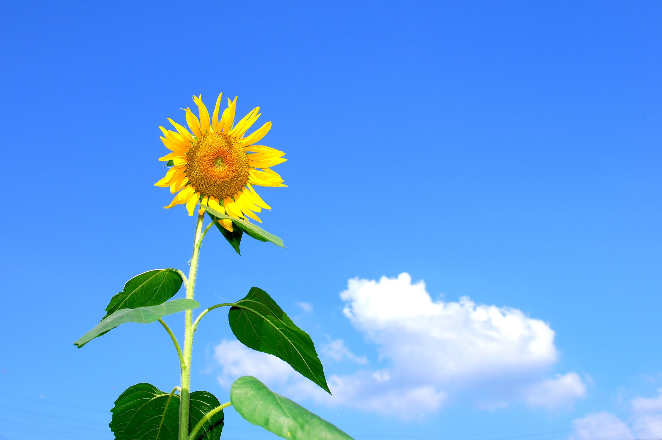 summer-sunflower-flowers-sky-54459.jpeg