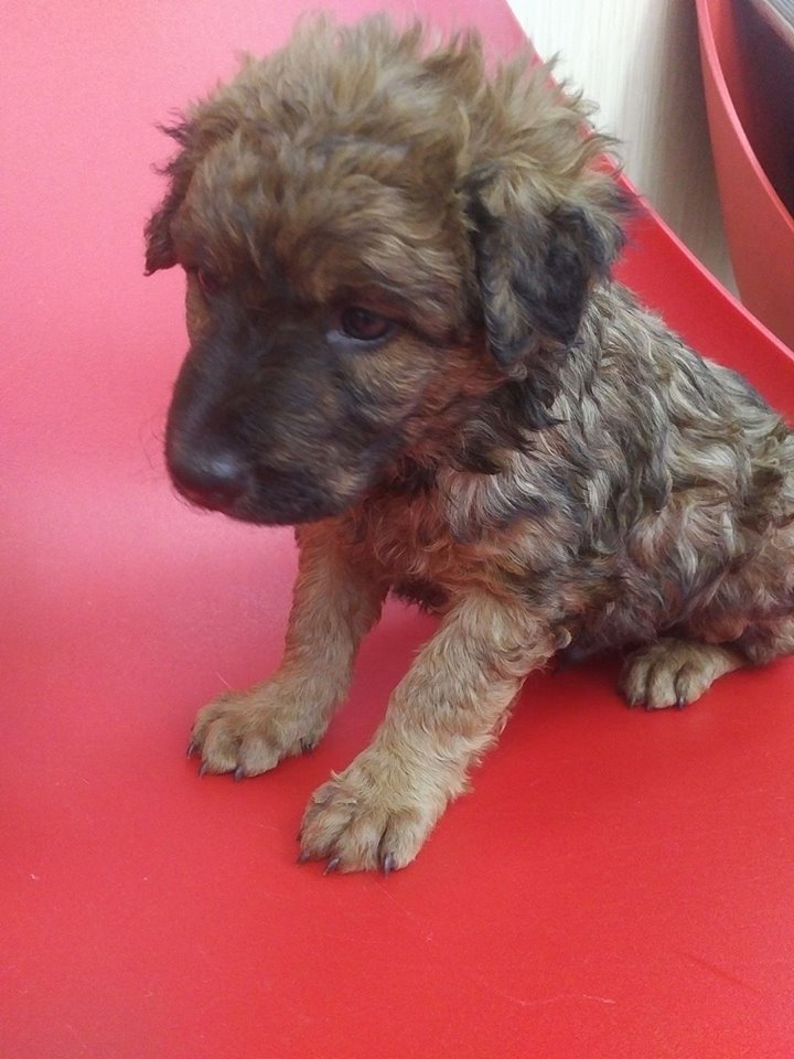 Minimus puppy 19 June 17.jpg