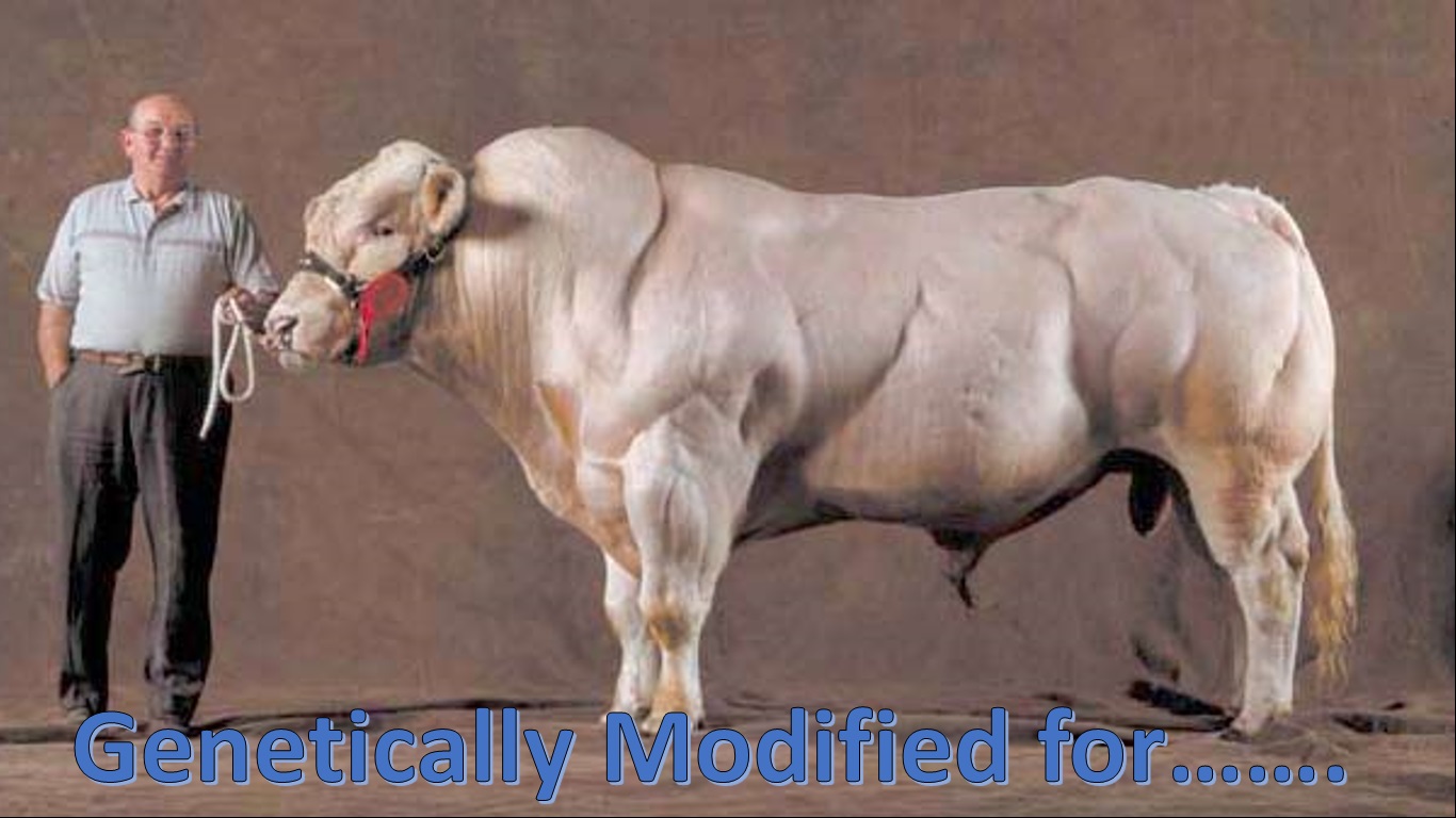 GMO.jpg