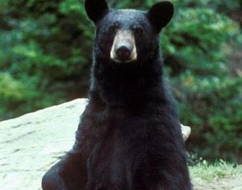 black_bear.jpg