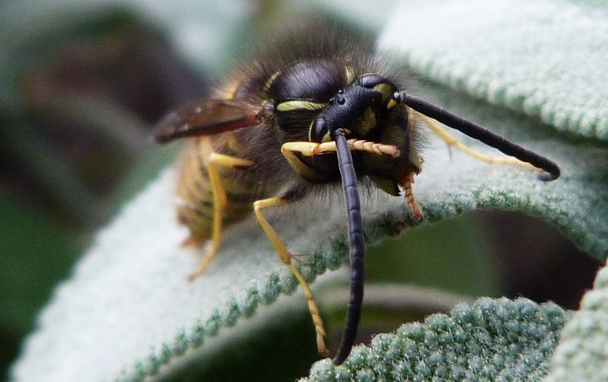 wasp grooming2.jpg