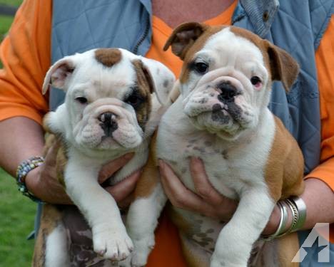 akc-english-bulldog-puppies-petite-ready-for-new-homes-americanlisted_32296283.jpg