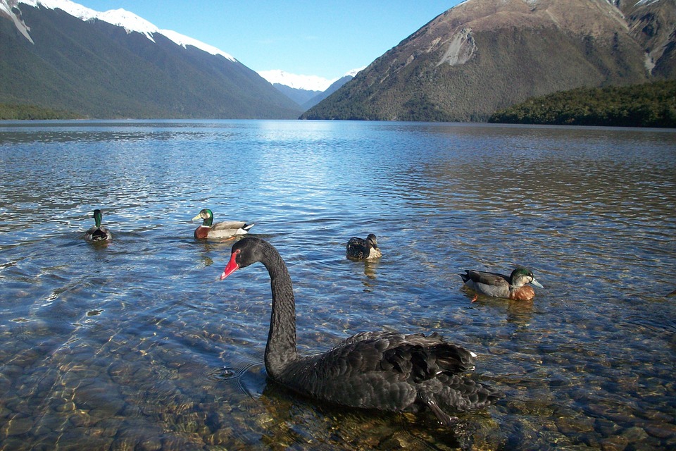 new-zealand-325629_960_720.jpg