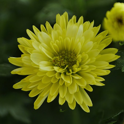 CHRySaNTHeMuM02-signed.jpg