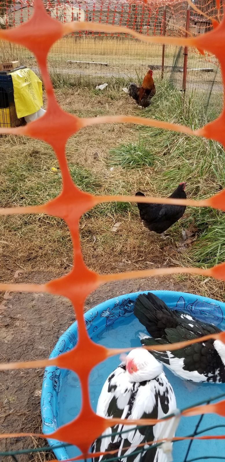 20180111_160703 - Ducks, hen and Rutger.jpg