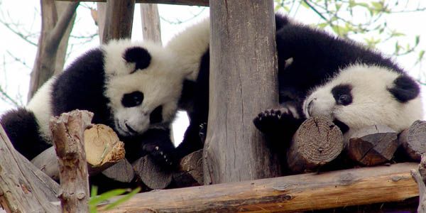 Baby-Pandas-Go-Out.jpg