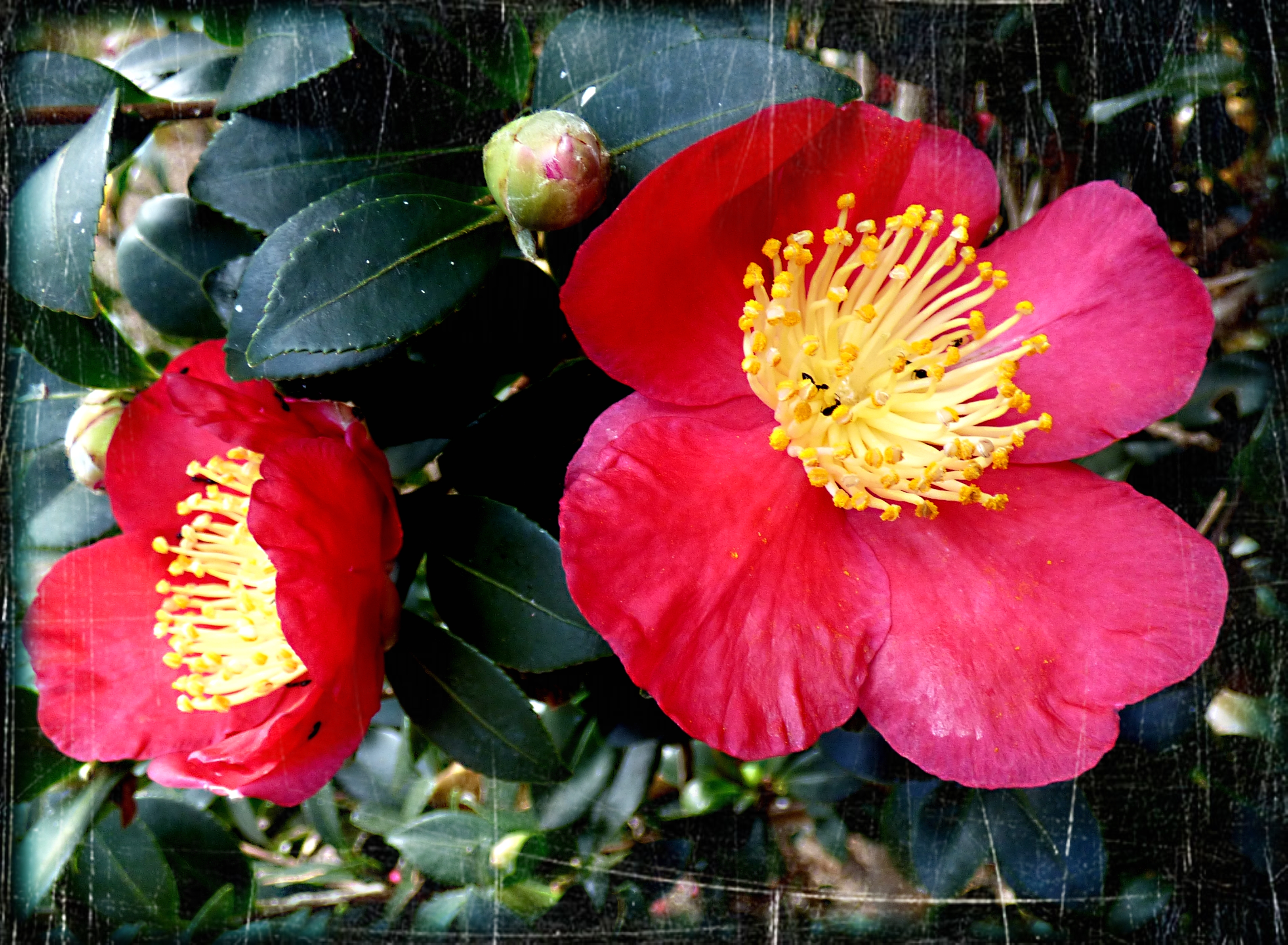 2 camelias and a bud.jpg