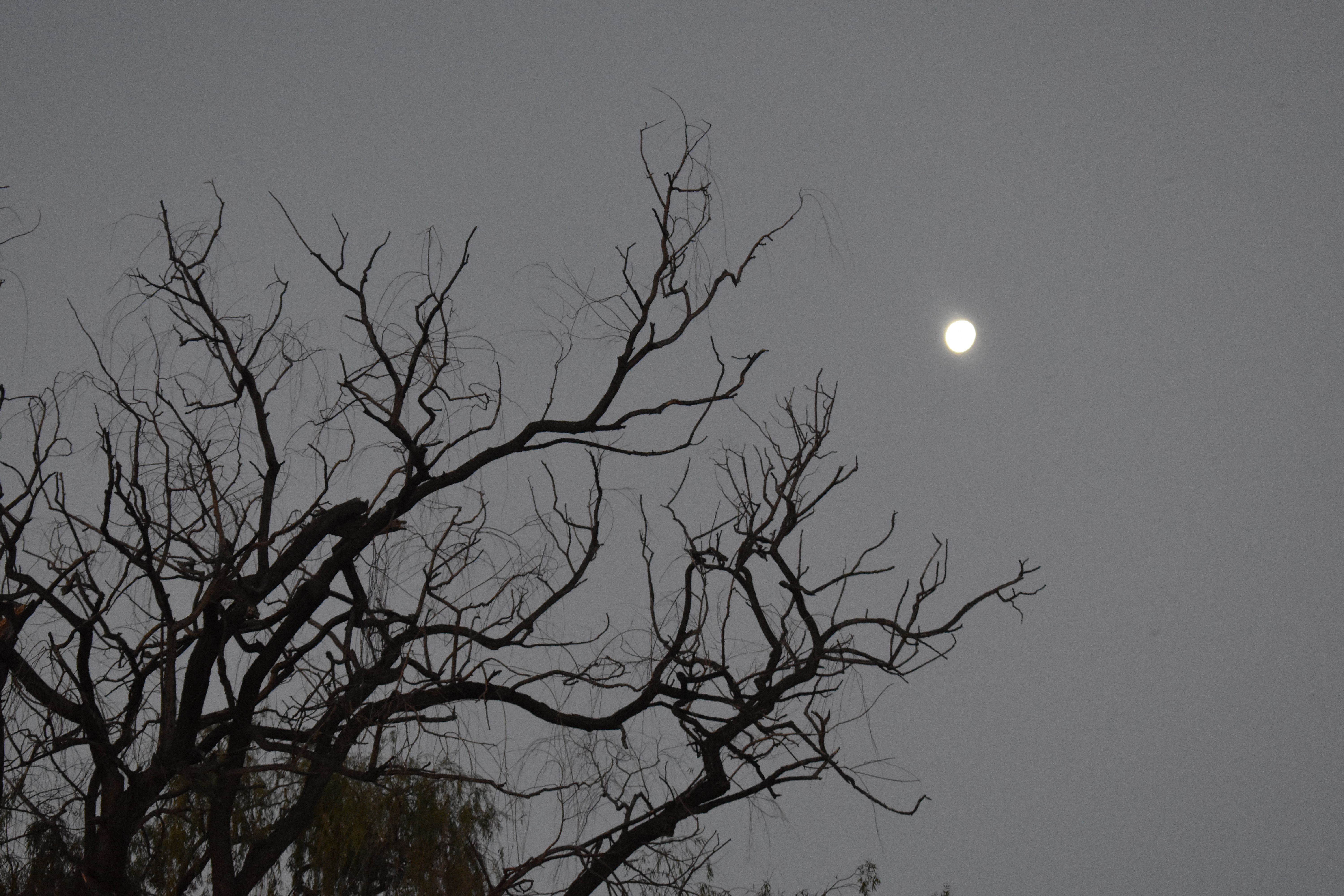 DSC_0260.JPG