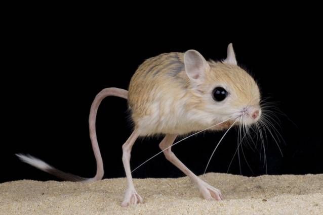 jerboa_Innerhacking_Com.jpg