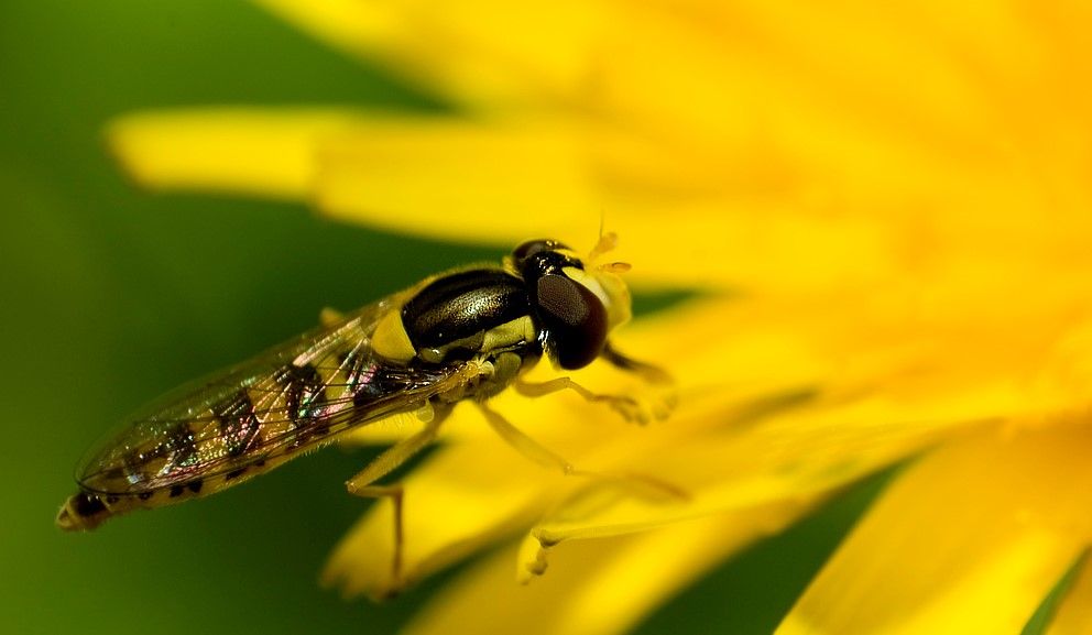 Hover-fly2.jpg