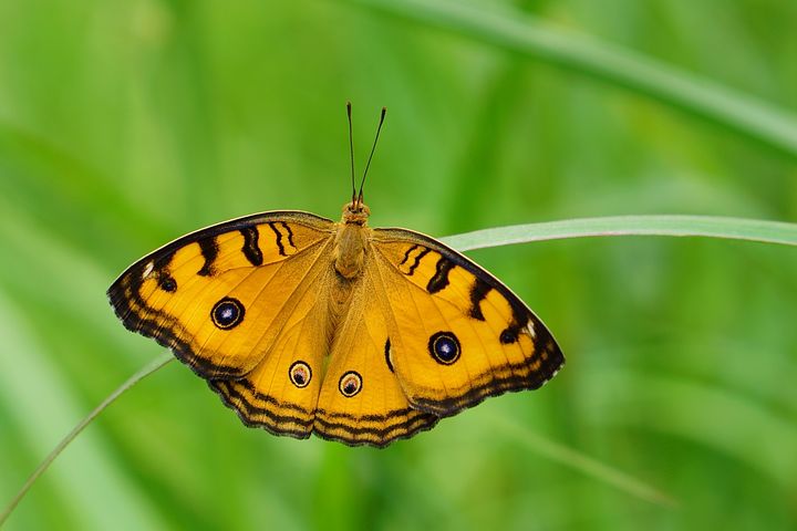 butterfly-3205911__480.jpg