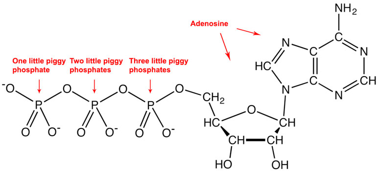 1024px-ATPanionChemDraw-.jpg