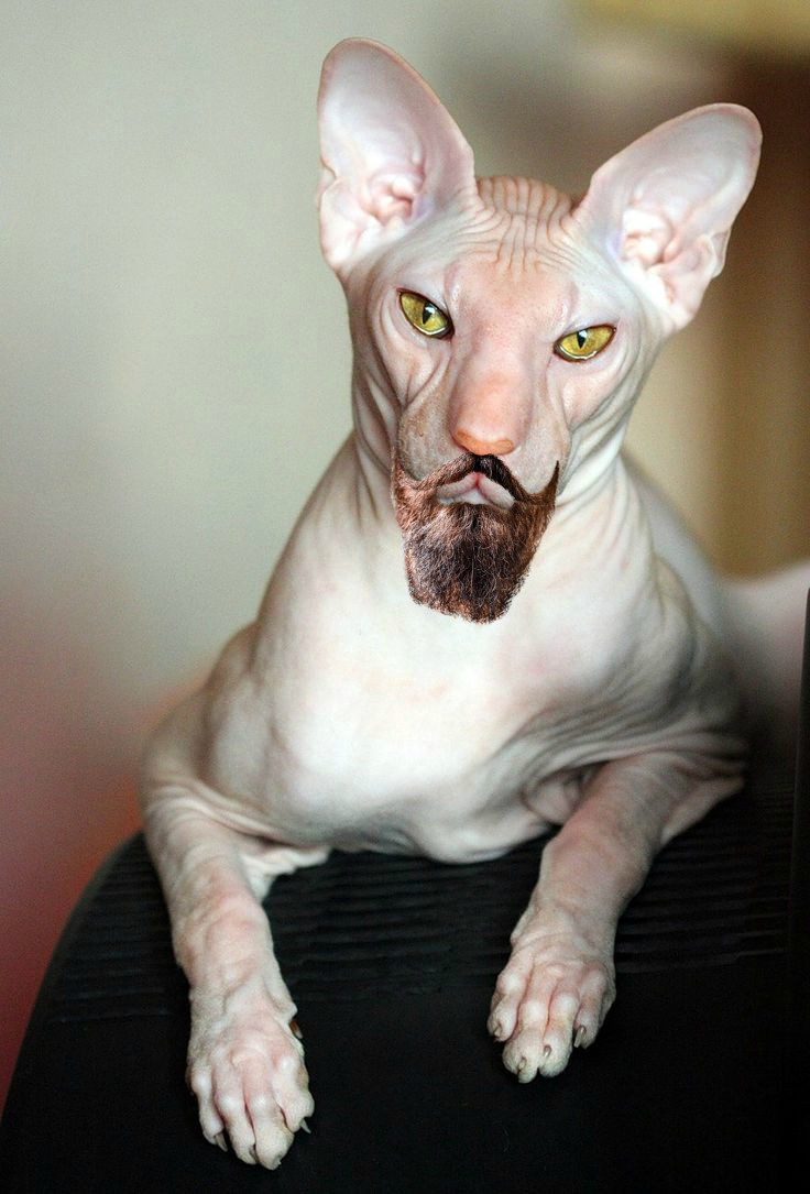 6d9c6862fdca59abb27d0d9c86706751--hairless-cats-sphynx-cat.jpg