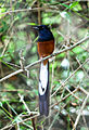 82px-A_White_Rumped_Shama_(male).jpg