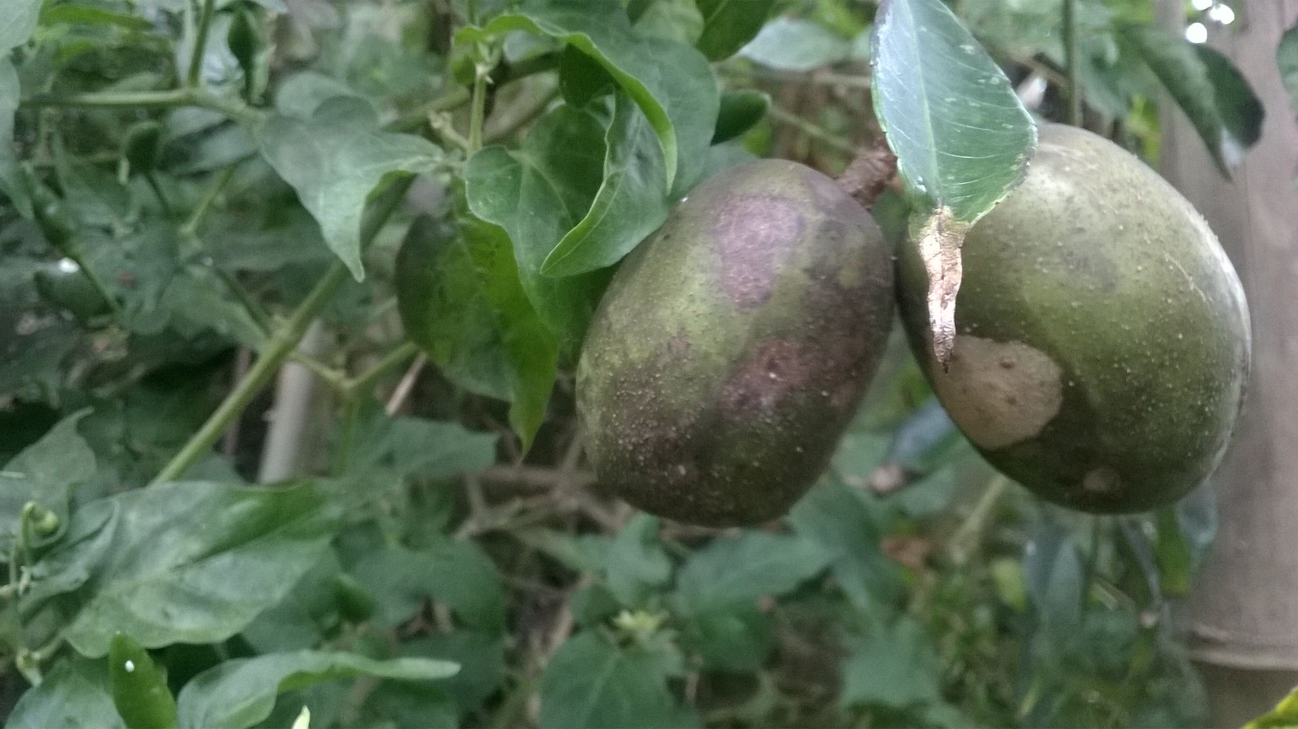 Benefits of Ambarella Fruit — Steemit