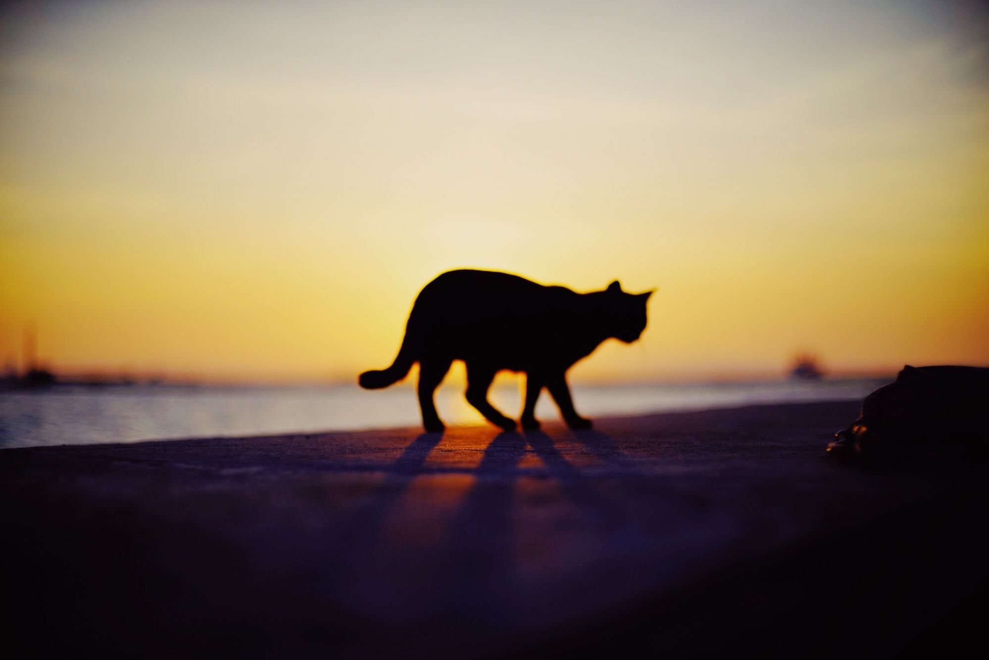 Бегущая кошка на закате