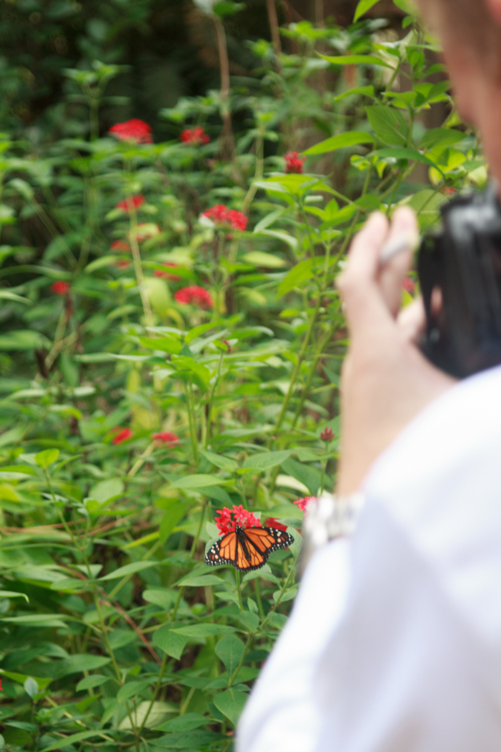 Red flowers with butterflies-10.jpg