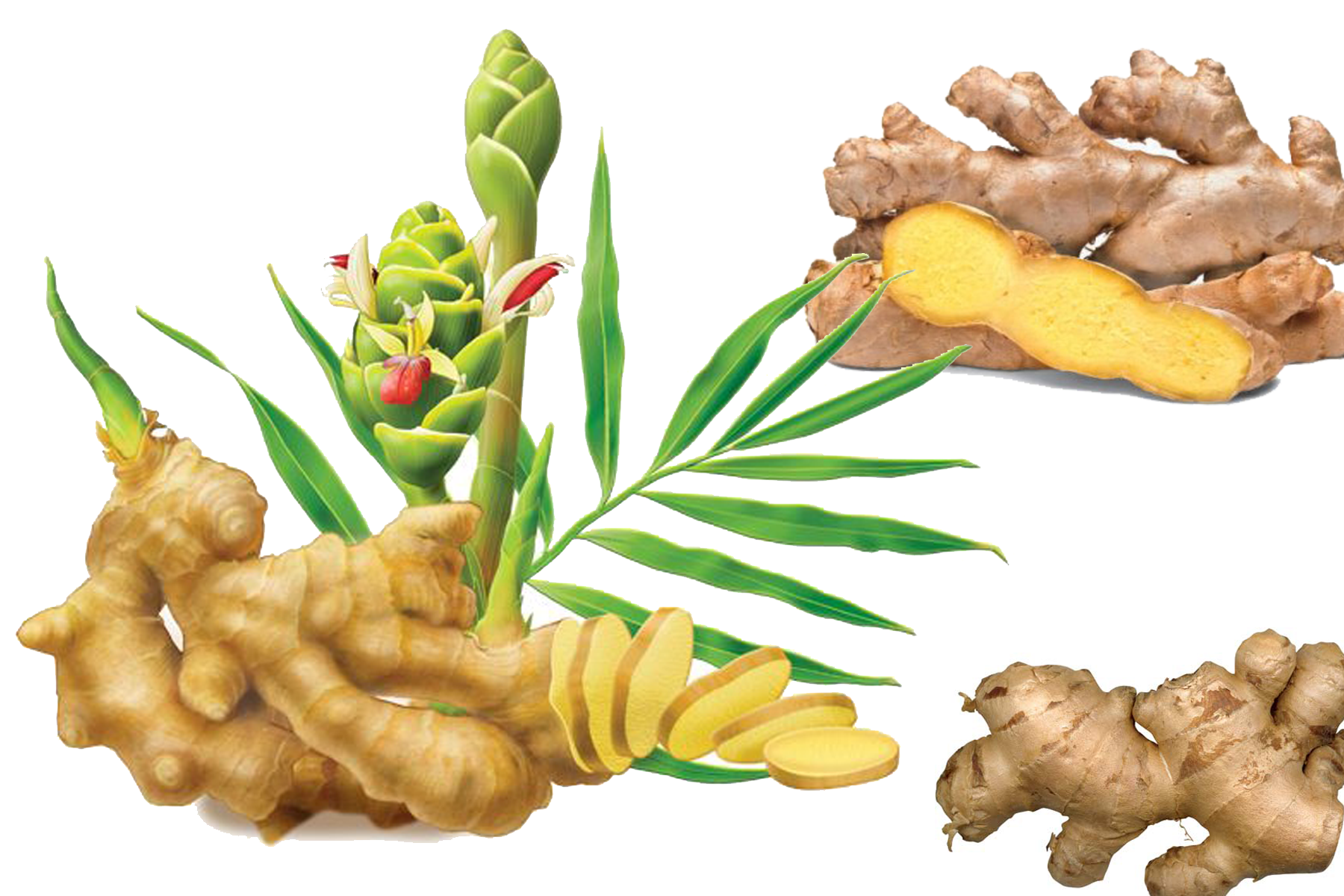 rhizome.png