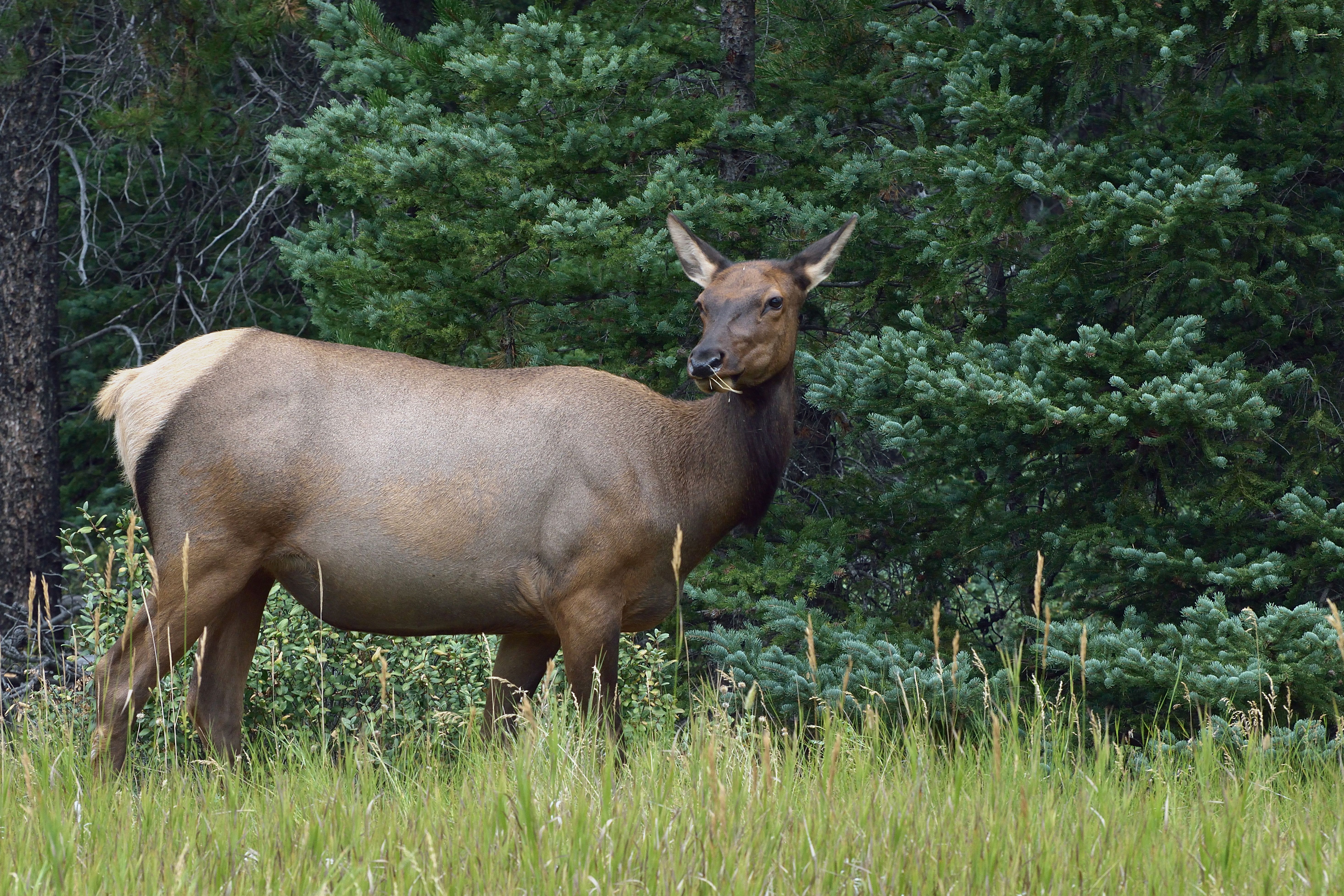 female-elk-eats-grass.jpg
