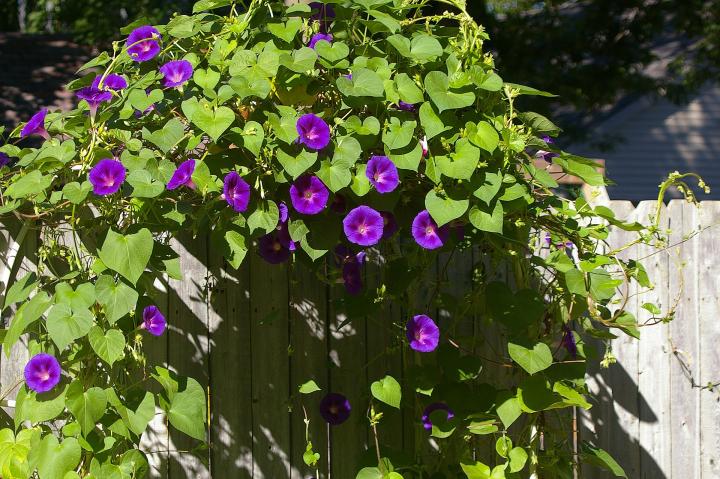 morning-glory-259735_1920_full_width.jpg