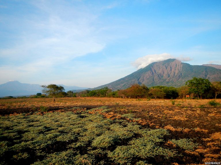 taman-nasional-baluran-tempat-di-Indonesia-mirip-luar-negeri-768x576.jpg