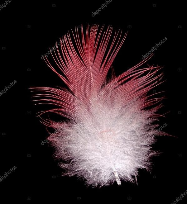 depositphotos_6823648-stock-photo-galah-bird-feather-pink-and.jpg