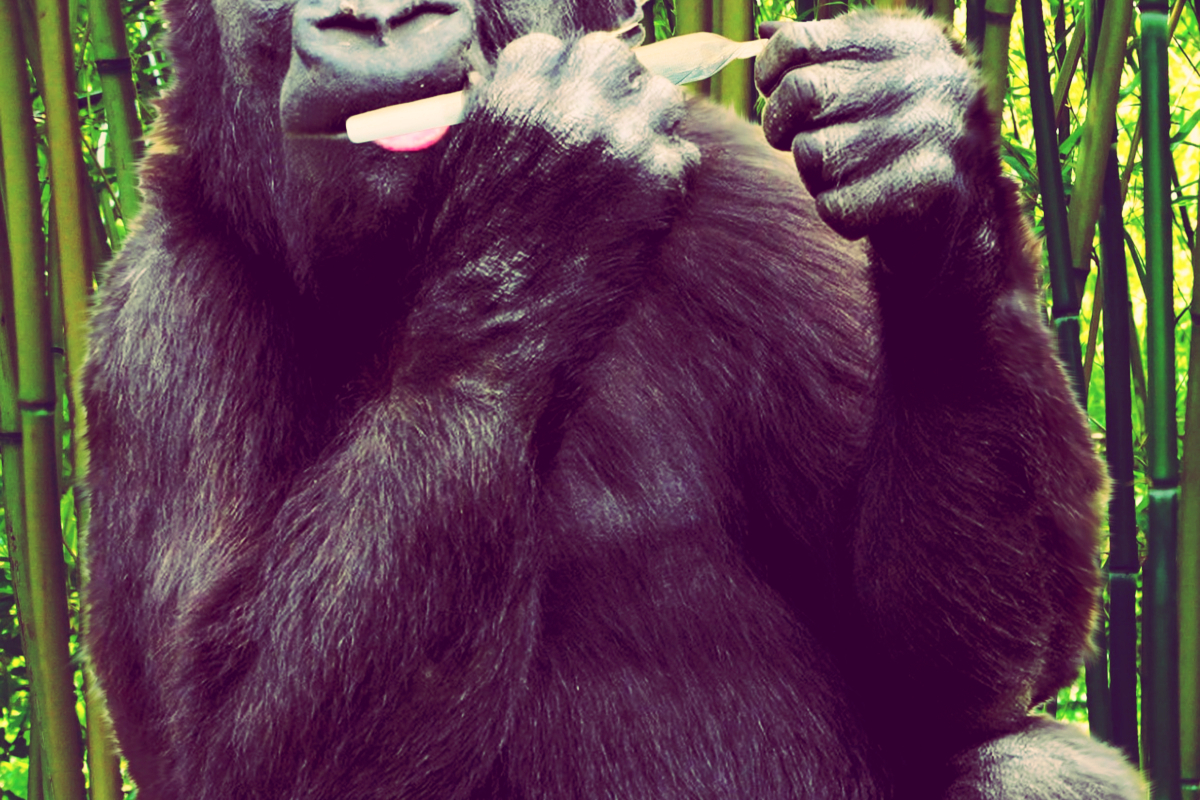 cannabis gorilla.jpg