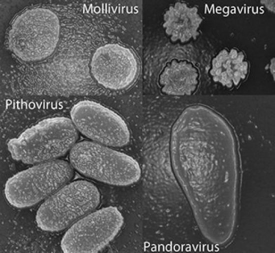 Mollivirus sibericum, Virus Raksasa Keempat dari Permafrost 2.jpg