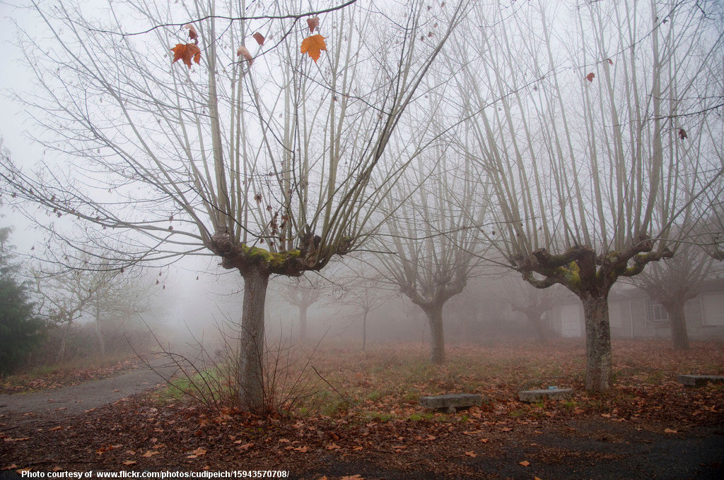 WeirdWinterTrees-082417.jpg