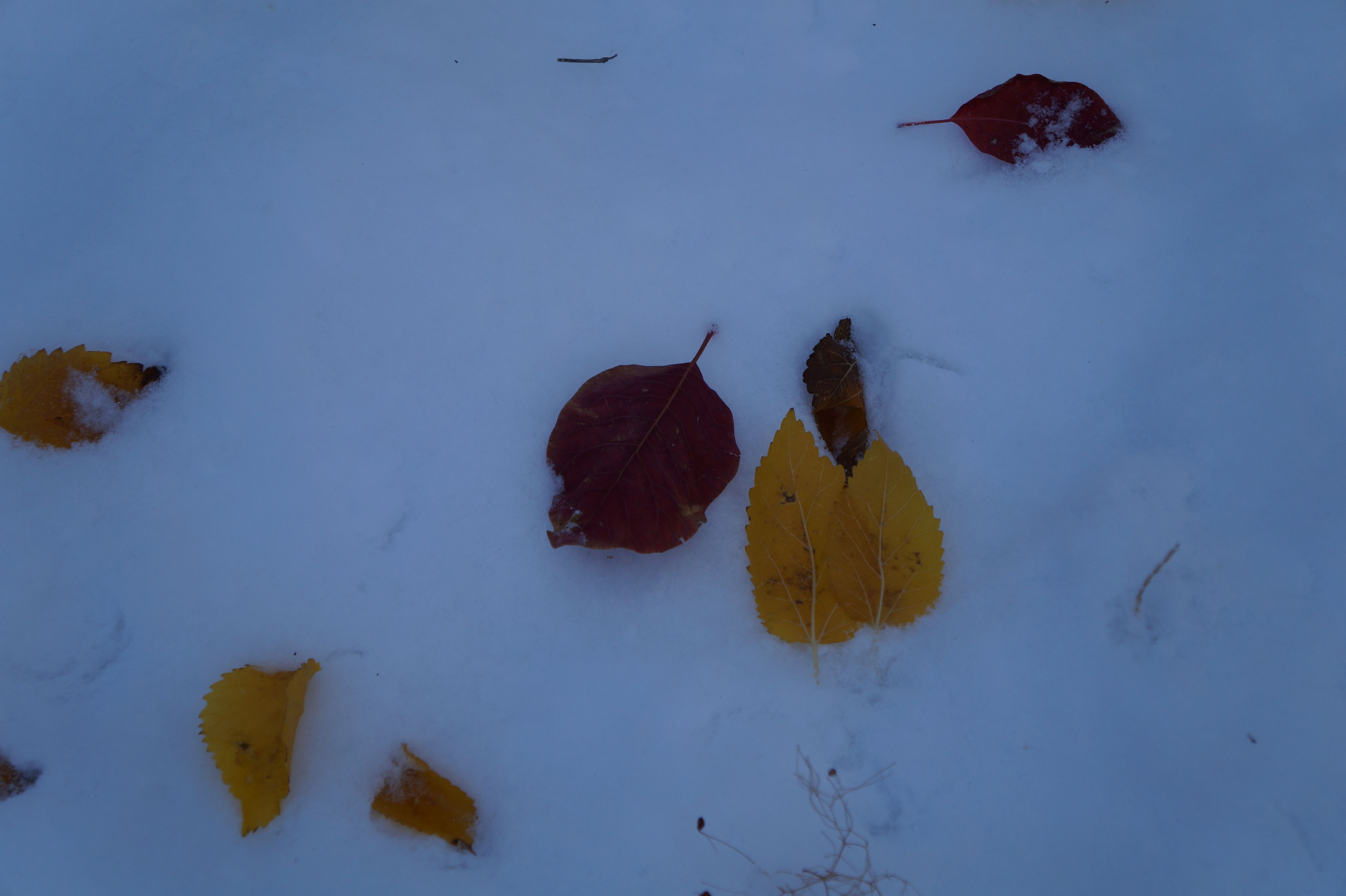 DSC04018.JPG