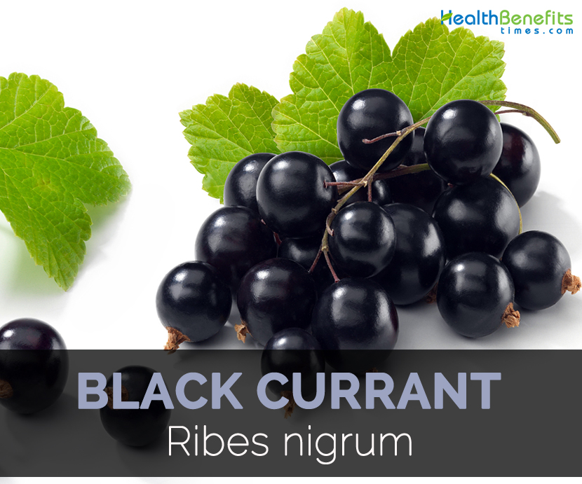 Black-currant.jpg