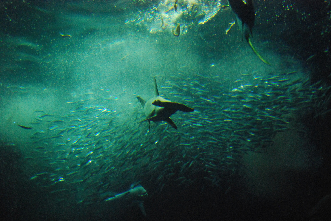 2008_MonterreyAquarium_056-X2.jpg