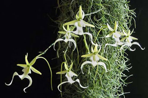 ghost-orchid.jpg