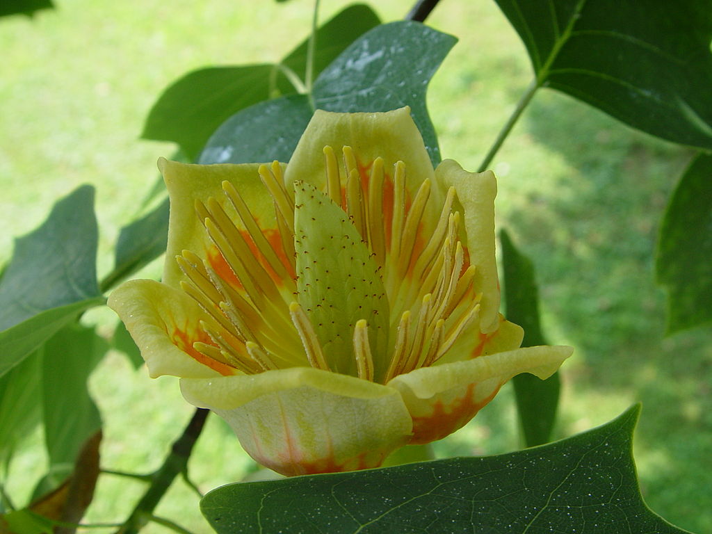 1024px-Liriodendron_tulipifera_flower.jpg