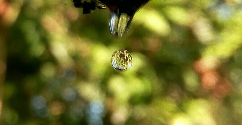 Water droplets mobilephotography 1.jpg